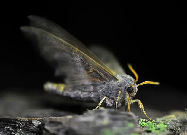 Фотография: Микромир Байкала №22 - BigPicture.ru