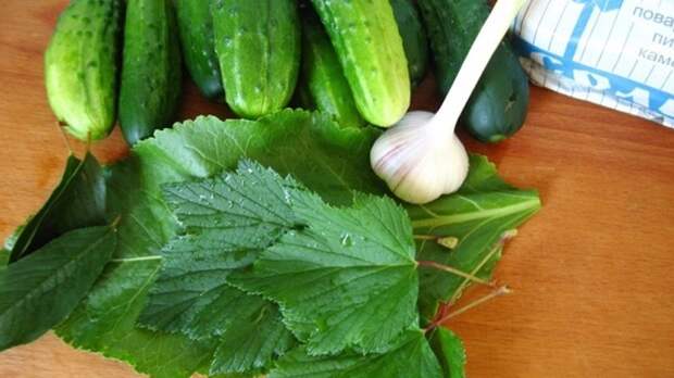 рецепт хрустящих малосольных огурцов