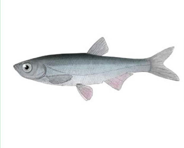 Рыбы вод Украины / Шемая крымская (Аlburnus mentoides (Kessler, 1859))