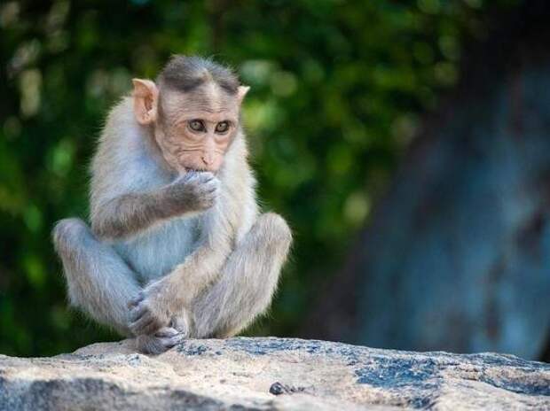 ВОЗ дала рекомендации геям из-за оспы обезьян