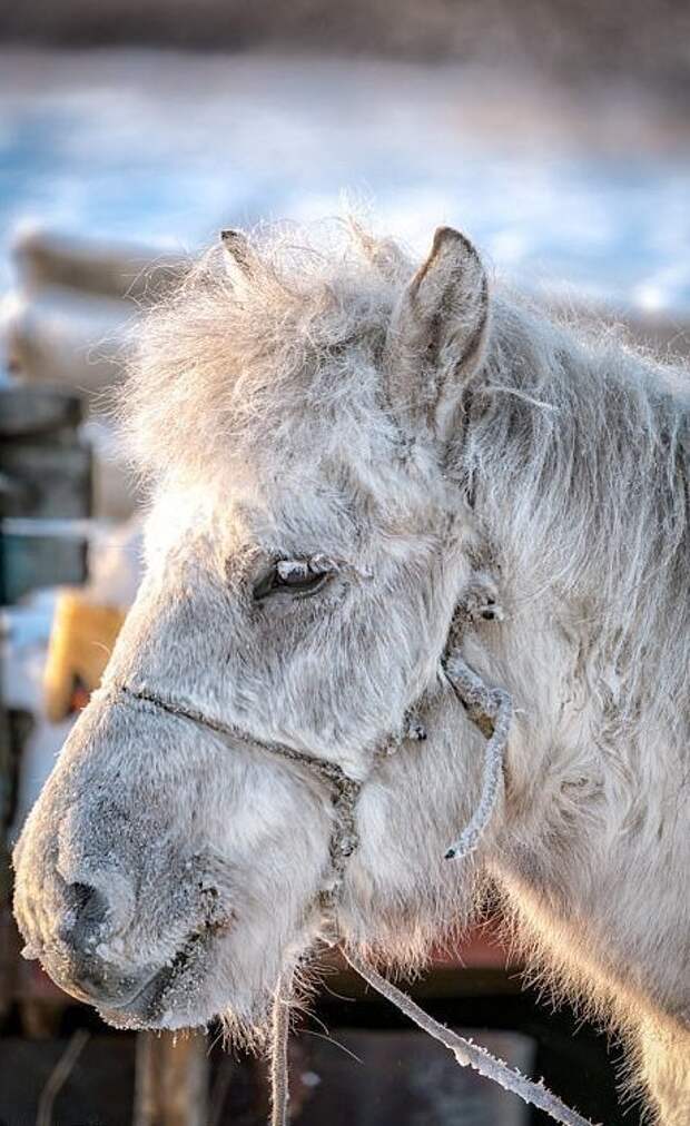Даже зимой эта лошадь может кормиться травой из-под снега, разгребая его копытами Порода, животные, лошадь, россия, саха, фото, якут, якутия
