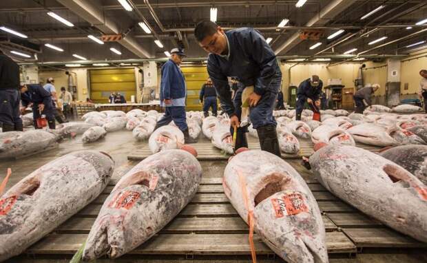 Рыбный рынок Цукидзи: крупнейший в мире рынок рыбы