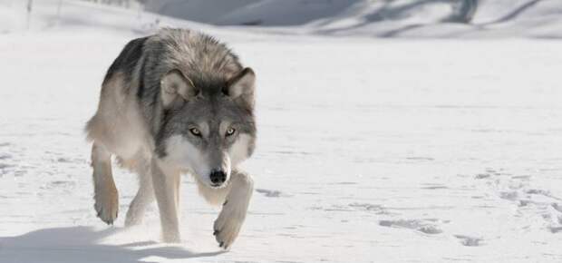 Кто сильнее — волк или алабай? Особенности и интересные факты