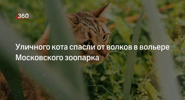 Уличного кота спасли от волков в вольере Московского зоопарка