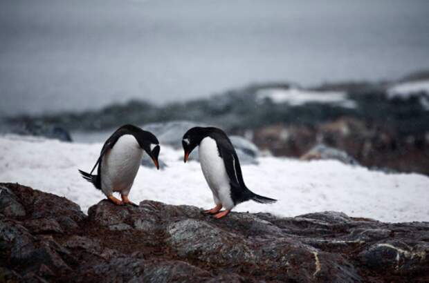 Жизнь пингвинов Антарктики