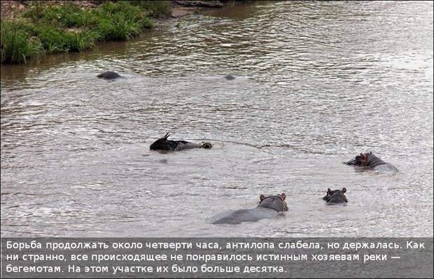 Бегемот спас антилопу (11 фотографий), photo:4