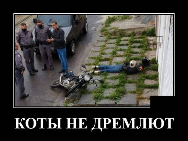 Демотиватор про кота