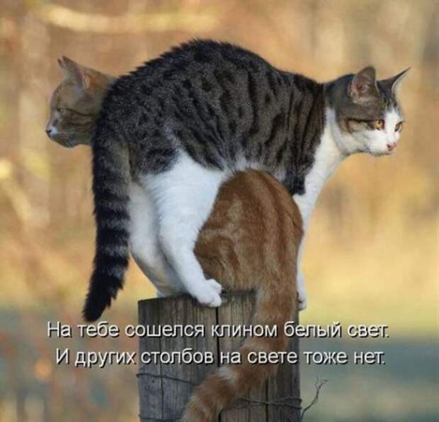 Весёлая котоматрица смех, фото