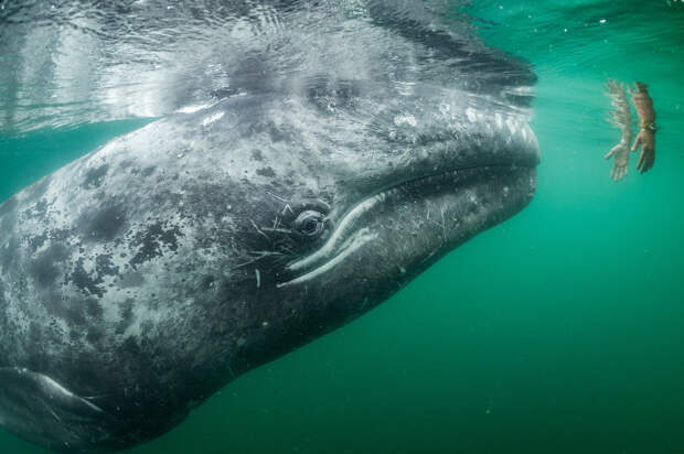 Серый кит, лагуна Сан-Игнасио, Мексика