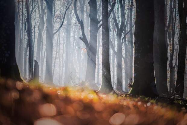 Завораживающая красота леса в фотографиях Мануэло Бечекко