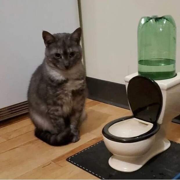Ситуации, которые показывают, что это кошки заводят нас, а не мы их