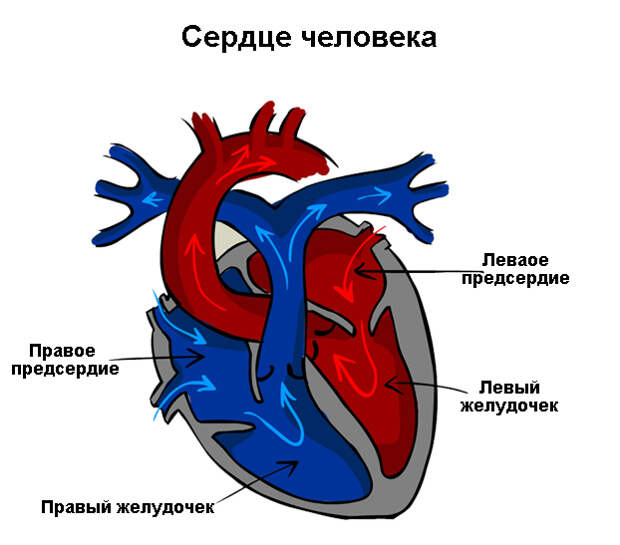 Сердце человека