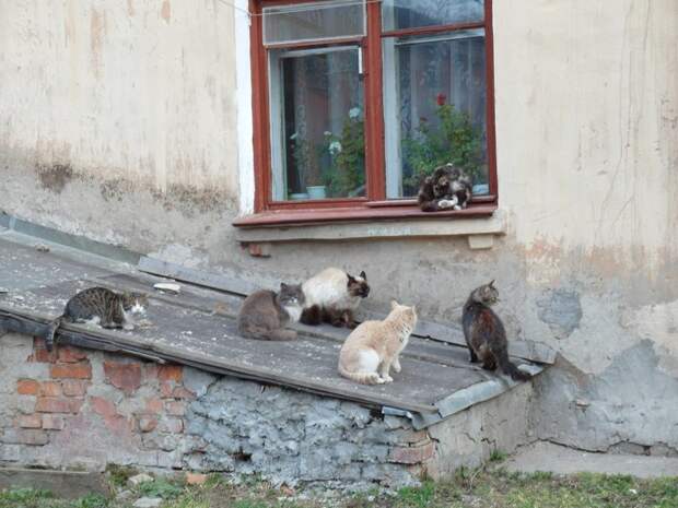 Очень колоритные уличные коты город, домашние животные, кот, кошка, эстетика
