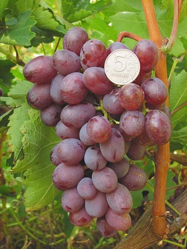 `Виктория` Vin9.jpg