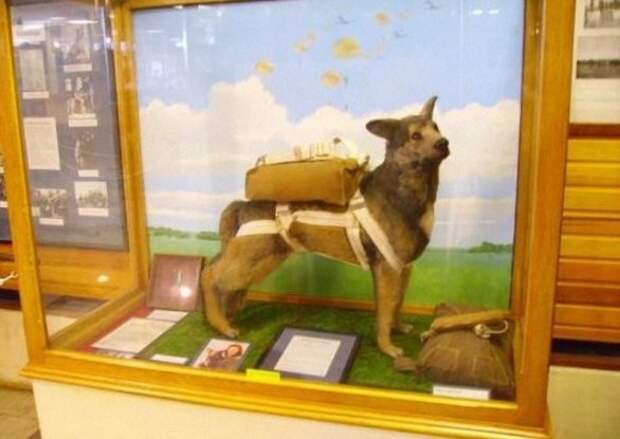 Собаки-парашютисты Второй мировой войны вторая мировая, вторая мировая война, история, собаки