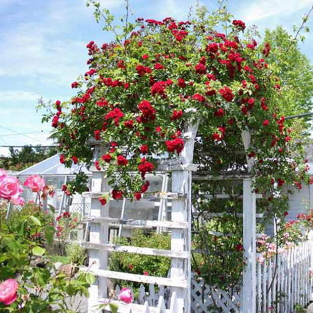 arbor-and-archway-in-garden1-5.jpg