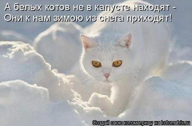 Котоматрицы (картинки с надписями)