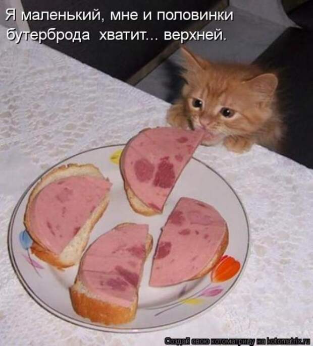 Котоматрицы(картинки с надписями)