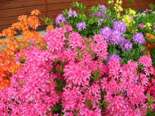 Рододендроны