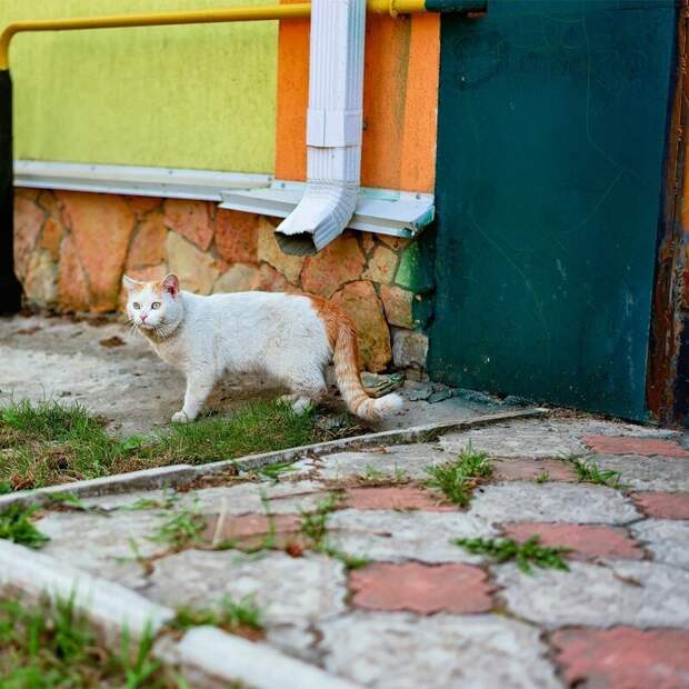 Котики всех стран, объединяйтесь! братья наши меньшие, город, дворовые кошки, кот, улица, уличные кошки, эстетика