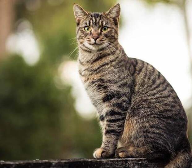 Стоит ли давать кошкам овощи, и как они на них влияют