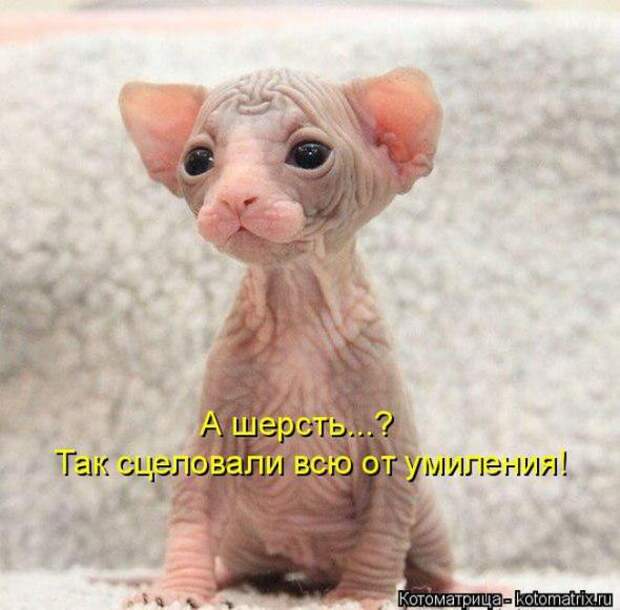 Котоматрицы(картинки с надписями)
