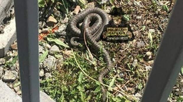Змея в Нагорном парке / Фото: