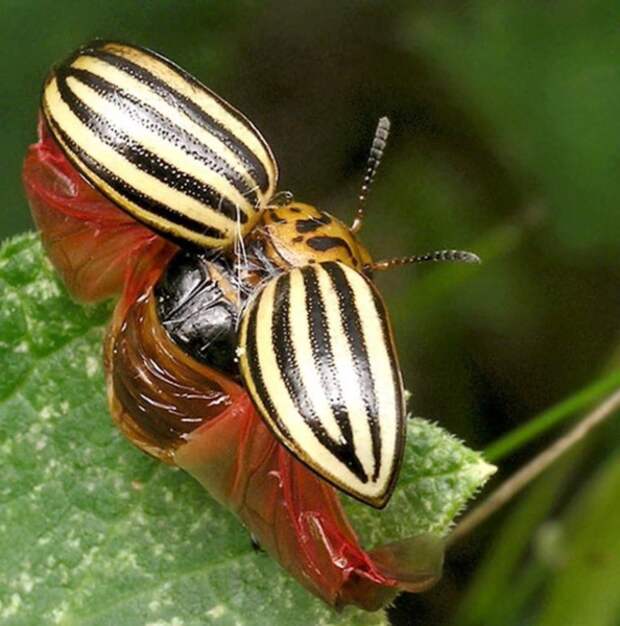 В поисках еды жуки способны совершать перелеты на большие расстояния, развивая скорость до 8 км/ч.