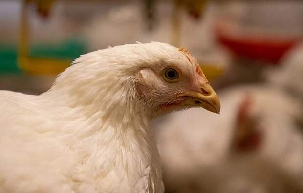 В Тульской области насчитывается 11,6 млн голов птицы