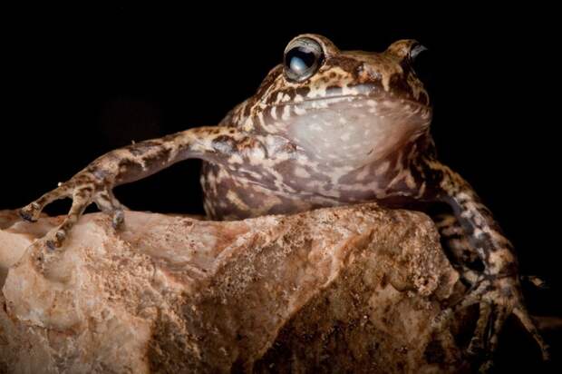 InSearchOfLostFrogs11 В поисках утраченной лягушки: редчайшие виды удивительных лягушек в фантастических фотографиях