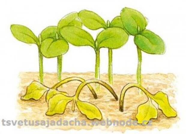 Если растения болеют