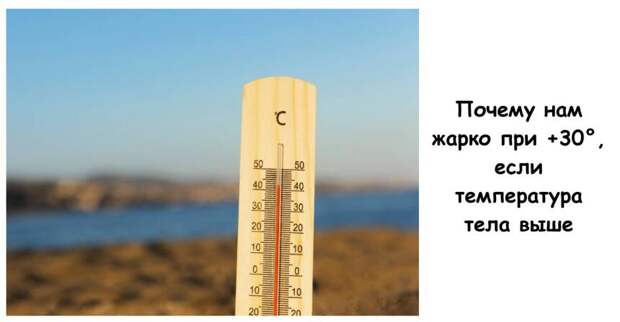 Почему нам жарко при +30°, если температура тела выше