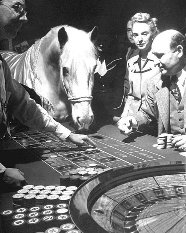 Лошадь-крупье в отеле El Rancho Vegas для привлечения клиентов. Лошадь склоняется до стола в рулетке, толкает фишку на номер носом. 1947 год, США. Весь Мир в объективе, ретро, фотографии