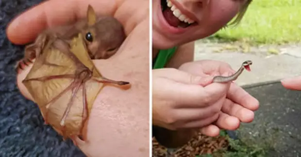 20+ крошечных животных, которые берут не размером, а очарованием