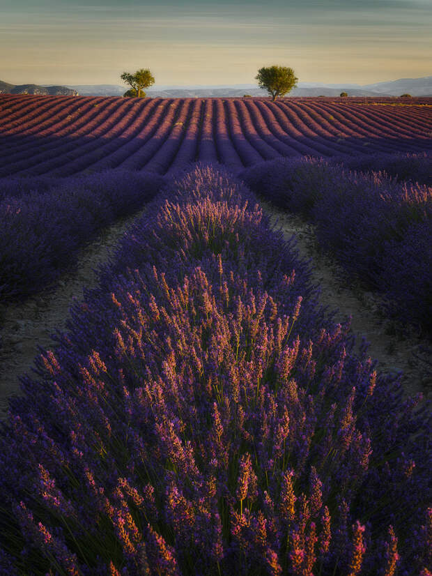 Valensole provence by Etienne Ruff on 500px.com