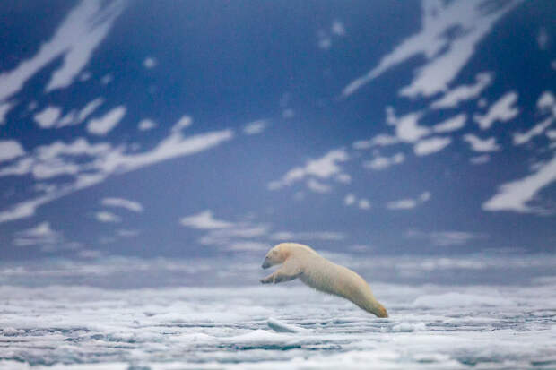 Norway, Svalbard, Spitsbergen Island, Polar bears (Ursus maritimus) leaps across loose pack ice near entrance to Woodfjorden (Wood Fjord)