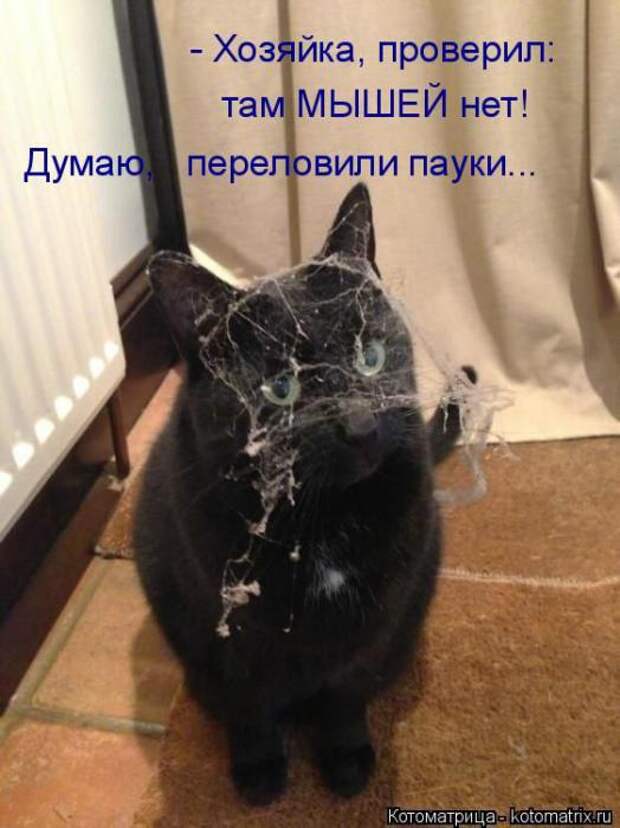 Котоматрицы (картинки с надписями)