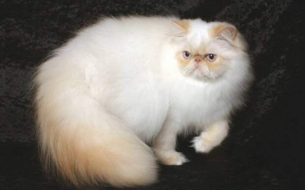 Американское название длинношерстных колорпойнтов, то есть персидских кошек с сиамским окрасом.
