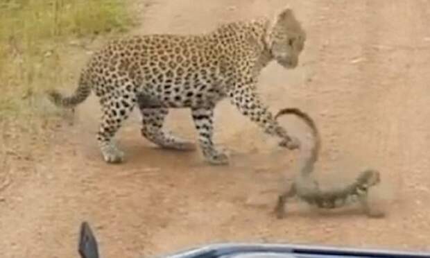 Битва в саванне: молодой леопард против варана Замбия, африка, битва животных, животные, леопард, сафари парк, уникальное видео, ящерица