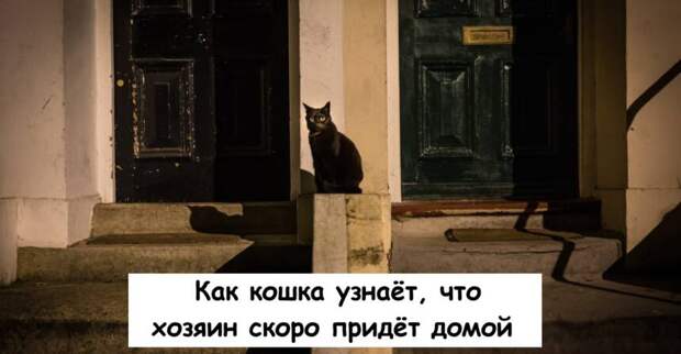 Как кошка узнаёт, что хозяин скоро придёт домой