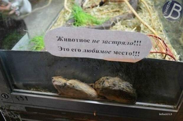 Подборка разных приколов