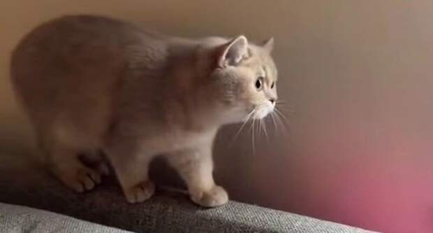 Реакция кота на сородича в парике