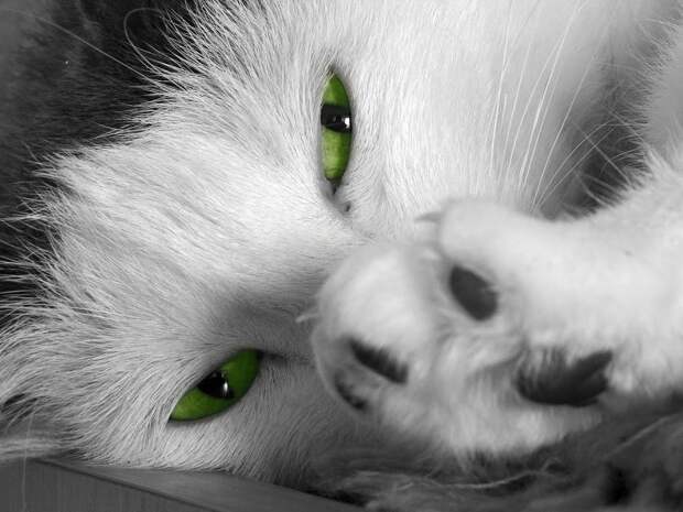 Коты и когти: что происходит, когда их удаляют, и почему люди должны держаться подальше от кошачьих лап