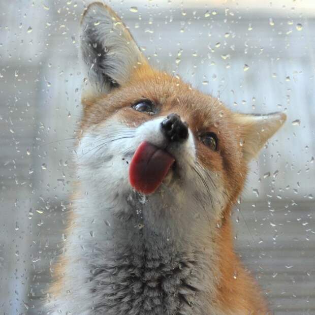 Фотография: 25 животных, которые лижут окна — и крадут наши сердца! №3 - BigPicture.ru
