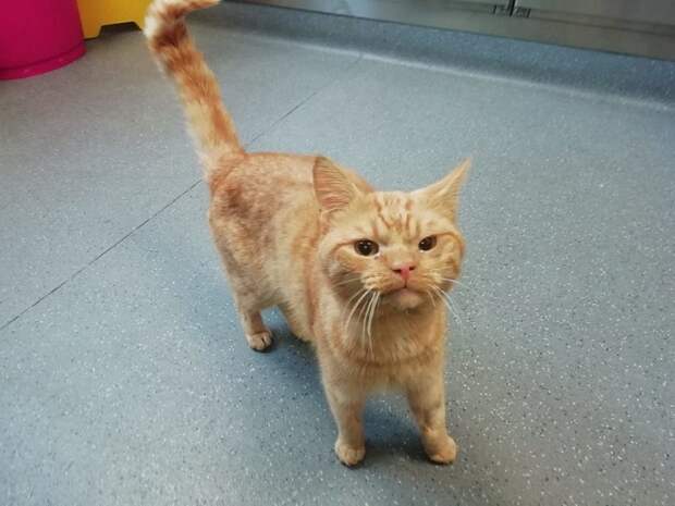 Котик в здании Кот стоит