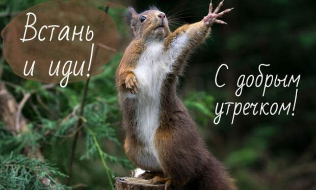 Прикольные картинки на телефон скачать (50 фото) • Прикольные ...