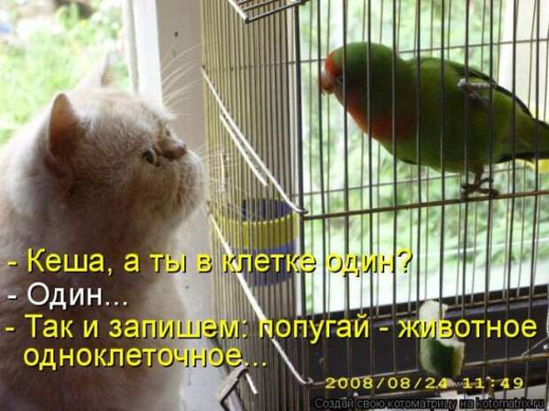 Котоматрицы (картинки с подписями)