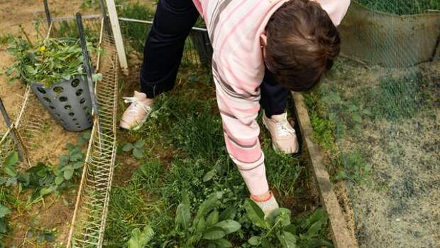 Держать под контролем: как не дать сорнякам захватить ваш участок