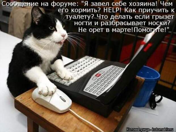 Котоматрицы (картинки с надписями)