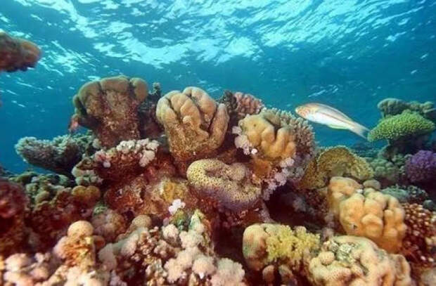 Коралловые рифы могут обеспечить продовольствием 100 миллионов человек, но при одном условии